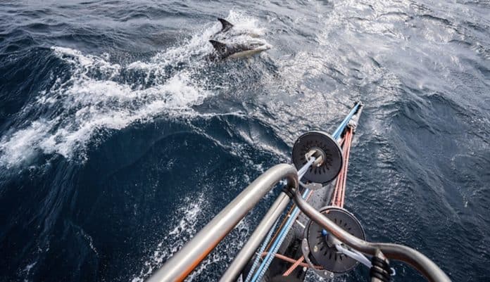 IMOCA and 11th Hour Racing are partnering to drive sustainable innovation